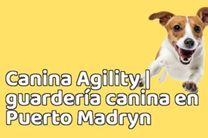 Canina Agility | guardería canina en Puerto Madryn