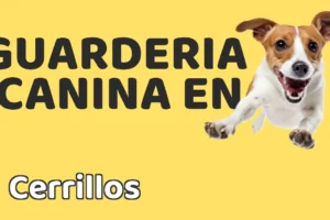 Guardería canina en Cerrillos