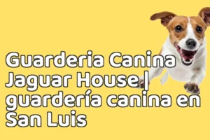 Guarderia Canina Jaguar House | guardería canina en San Luis