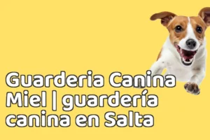 Guarderia Canina Miel | guardería canina en Salta