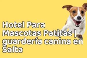 Hotel Para Mascotas Patitas | guardería canina en Salta