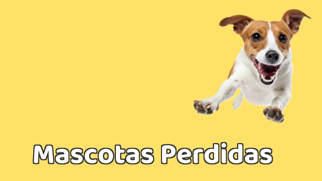 Guarderia Canina en Mascotas Perdidas Guarderia Canina en Mascotas Perdidas