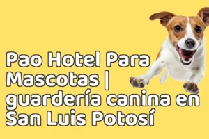 Pao Hotel Para Mascotas | guardería canina en San Luis Potosí