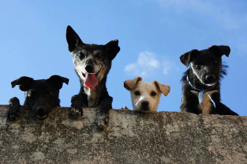 Guarderia Canina en Inicio