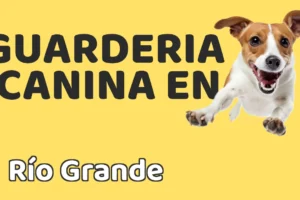 Guardería canina en Río Grande