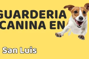 Guardería canina en San Luis