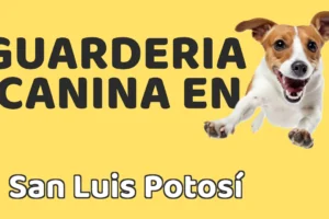 Guardería canina en San Luis Potosí