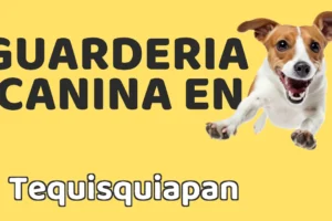 Guardería canina en Tequisquiapan